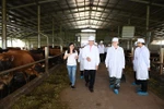 Sữa cô gái Hà Lan đón Thứ trưởng Hà Lan thăm dự án phát triển bò sữa tại Hà Nam
