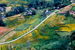 Ngất ngây ngắm ruộng bậc thang Sa Pa mùa lúa chín từ trên cao