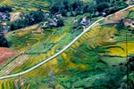 Ngất ngây ngắm ruộng bậc thang Sa Pa mùa lúa chín từ trên cao