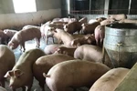 Ăn phải thịt lợn mắc dịch tả lợn châu Phi có nguy hiểm cho sức khỏe?