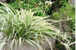 Cỏ