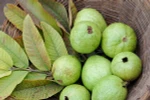 Lá ổi chứa chất chống ung thư