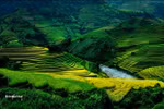 Góc ảnh: Mê mẩn ngắm cảnh đẹp ruộng bậc thang vùng cao (P2)