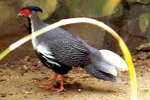 Ảnh thiên nhiên: Lộng lẫy gà rừng ở Việt Nam