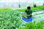Phê duyệt Chiến lược phát triển nông nghiệp và nông thôn bền vững 