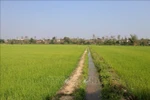 Chuyển mục đích sử dụng 29,32 ha đất trồng lúa tại tỉnh Hậu Giang