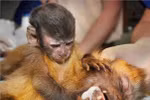 Bức ảnh khỉ con chăm mẹ khơi gợi tình mẫu tử cao đẹp 