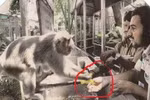 Chuyện khỉ giúp người gợi nhớ nỗi đau vụ giết voọc