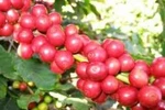 “Cà phê thật”: Chiêu quảng cáo "đánh vào sự sợ hãi" của Masan?