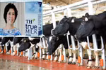 Chỉ hơn 22.000 con bò, sao TH True Milk dám bảo "không có đối thủ"?