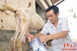Sợ sữa bẩn, bố nuôi dê trong nhà lấy sữa cho con