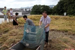 Độc đáo: Trồng lúa trên mái nhà, thu 11 yến gạo 