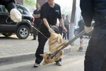 Ảnh: Đội "đả cẩu bổng pháp" cảnh sát Trung Quốc lại ra tay bắt chó