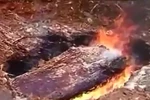 Video: Dân chết không chịu hỏa táng, chính quyền huyện đào mộ đốt xác
