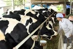 Hà Nội vẫn chưa thực sự công khai, minh bạch về sữa học đường