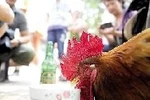 Trung Quốc: Gà trống uống bia, hút thuốc, trông trẻ, đuổi chó, bảo vệ