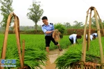 Công chức mới phải xuống ruộng với dân trong thời gian thử việc