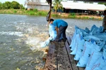 Trung Quốc với chiến lược thống trị thị trường thức ăn chăn nuôi Việt Nam