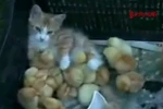Xúc động mèo mẹ chăm sóc đàn gà con