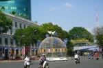 TP.HCM ngập tràn hoa nắng ngày cuối năm