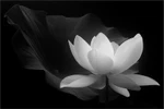 Thành kính phân ưu cùng gia quyến Trung tướng Trần Quang Bình