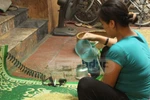 Sự thật màu của cốm Vòng