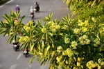 Hà Nội sang thu nồng nàn mùi hoa sữa