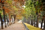 Hà Nội: Phố phường đón sắc đỏ bằng lăng trong tiết trời đông
