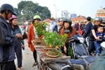 Cây quất mini chơi tết hút khách tại chợ hoa Hà Nội