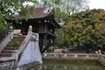 Hà Nội vàng rực sắc hoa vô ưu