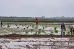 Mùng 4 Tết: Người nông dân bắt đầu xuống đồng