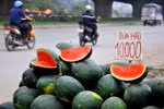 Hà Nội: Tràn ngập “dưa hấu 10 nghìn”