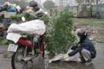 Đi nhặt xuân tàn, kiếm tiền triệu từ bãi rác 
