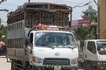 Phát hiện xe tải chở 4 tấn gà lậu tuồn vào Hà Nội