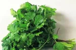 Sữa mẹ 'tràn trề' nhờ rau mùi