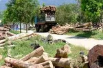 UBND tỉnh Hà Tĩnh chỉ đạo xử lý vụ phá rừng ở huyện Hương Sơn