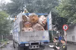 Liên tiếp bắt giữ lô hàng động vật hoang dã và cây cổ thụ trái phép