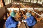 Việt Nam xuất hiện ca cúm A(H5) trên người sau hơn 8 năm không ghi nhận