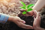 “Tết trồng cây”: Đừng chỉ trồng mà cần nâng tầm ở khía cạnh văn hóa sinh thái