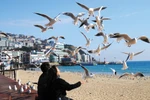 Chào đường bay mới Đà Lạt – Busan chỉ từ 0 đồng, Vietjet thôi!