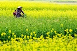 Hôm nay miền Bắc ấm dần, trời có nắng