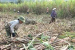 Chính phủ cho phép nhập khẩu đường của Hoàng Anh Gia Lai