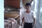 Nuôi lợn sạch bằng thảo dược kiếm bạc tỷ hàng năm