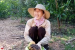 Hốt bạc từ rừng dẻ tái sinh