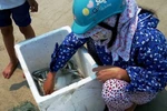 Gần 1 tấn cá biển chết đang được thu mua đưa đi tiêu thụ