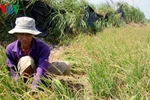 Có thể “tắm biển” ở TP.Bến Tre vì hạn hán, xâm nhập mặn lịch sử
