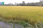 Giải pháp hữu hiệu cứu lúa khỏi hạn, mặn ở Đồng bằng sông Cửu Long