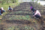 Giúp học sinh trải nghiệm ra sao trong chương trình mới, góc nhìn từ thực tiễn
