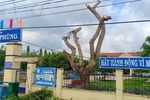 Cây phượng 25 năm tuổi tại Trường Tiểu học ở Đức Linh khi chưa bị đốn hạ (Ảnh CTV)