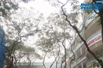 Tổ hành chính đi làm đúng theo quy định thì giáo viên sẽ không phải trực trường